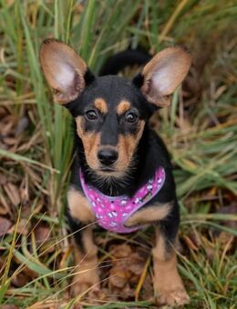 SCHPULYA sucht ein Zuhause - Bad Bevensen