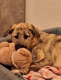 Aktive Junghündin sucht ihr Zuhause fürs Leben - Stralsund