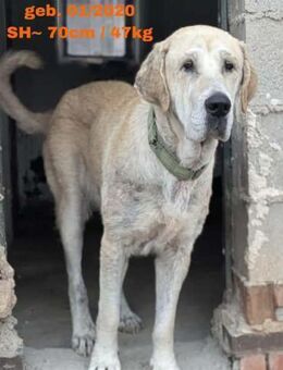 Gala - Team Rocio - Rinteln