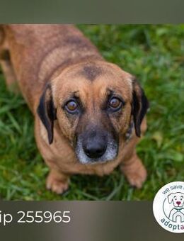 Chip 255965 sucht ein Zuhause - Kirchzell