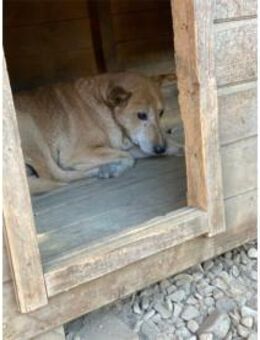 Boris Pflegestelle oder Zuhause gesuch - Oberwies