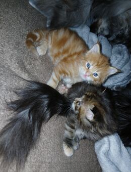 Noch 1 Xxl maine coon kitten weibchen reinrassig - Bad Kissingen