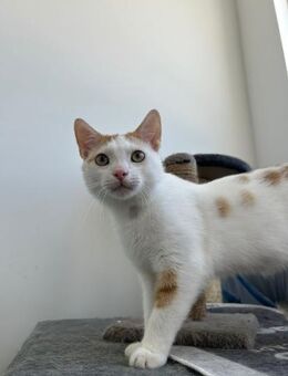 Kater Roko sucht sein Spieleparadies - Ellerbek