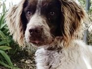 Amigo; ein echter Traumhund! - Geilenkirchen