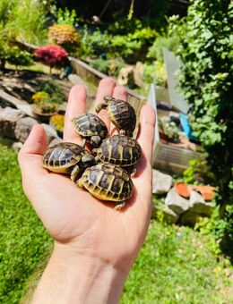Baby griechische Landschildkröten Nachzucht 2024 - Ostfildern