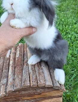 Zwergkaninchen Löwenkopf mix Zwergwidder Die Kaninchen sind nicht SCHÜCHTERN ;) - Schöntal