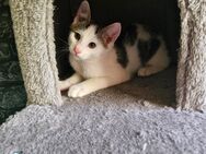 HEUTE! KITTEN!! 13 Wochen alt - Berlin Reinickendorf