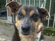 Sam-kleiner Hundemann-3Jahre 30cm - Rösrath