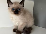Siam katze - Duisburg