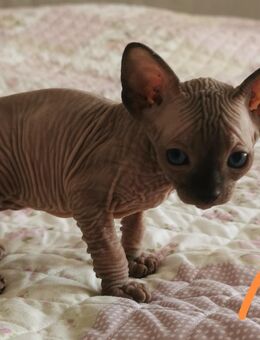 Zuckersüße Kanadian Sphynx Kitten mit Elf-Papa - Köln