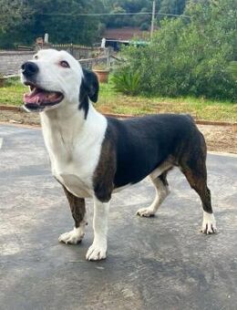 Lillo 🧡🧡🧡 liebes Plätzchen gesucht - Herxheim (Landau)