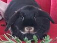 Kira - Zwergkaninchen - 3 Jahre - Tierhilfe Franken e.V. in 91207