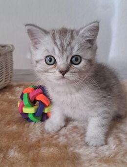 Britisch Kurzhaar - Berlin Reinickendorf