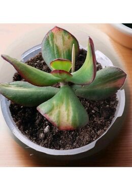 Crassula arborescens 'Blue Bird' Variegata EXTREM SELTEN RARE - Braunschweig