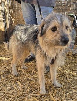 Hanno - verschmust und freundlich - Westerholt