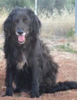 Selene - eine ganz sanfte Seele! - Mettmann