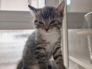 Kleine Katzen ab 20.07 - Offenbach (Main)