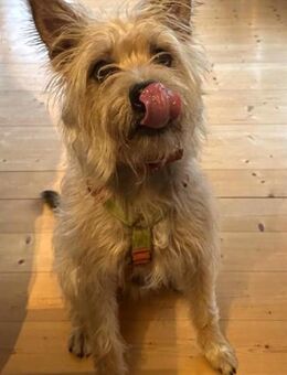 ROCKY 💖 sozial mit ALLEM! - Neudenau