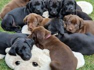 Labrador Mischlings Welpen - Allendorf (Thüringen)