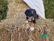 Appenzeller Sennenhund Welpen im schönen tricolor (Schwarz-Weiß-Braun) - Lemgo