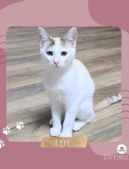 Kätzchen Faye packt gern ihren Koffer - Lalendorf