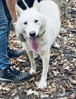 ♥️ REX ist ein ABSOLUTER Familienhund ♥️ - München