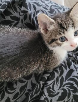 Süße EKH- Kitten dürfen ab sofort in ihr neues zu Hause ziehen - Urmitz