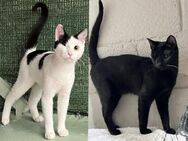 Peppa und Sally aus dem Tierschutz - Grevenbroich