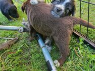 Einzigartige Welpen, Goldendoodel / Westerwälder Kuhhund x griechischer Hütehund /griechische BrackeHütehund Mix - Wettringen (Nordrhein-Westfalen)