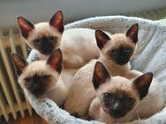 Siam Kitten abgabebereit - Schwalbach