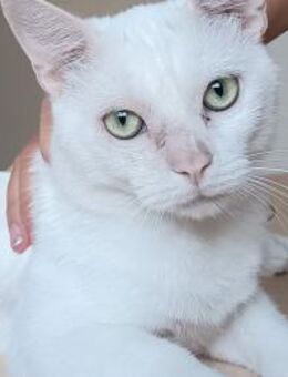 Ulises - Schneeflocke sucht Zuhause - Wilhelmsfeld