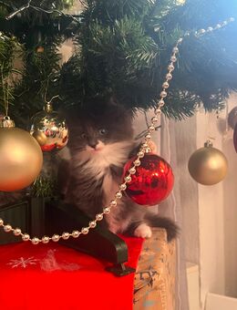 Drei Maine-Coon-Kitten abzugeben - Langenfeld (Rheinland) Zentrum