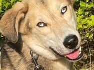 Marcel❤️sucht eigenes Körbchen - Rott (Inn)