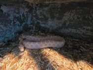 Kornnatter Albino snow - Bochum Gerthe