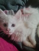 MAINECOON KÄTZCHEN XL MAINECOON Kitten in 06895