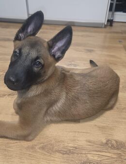 Malinois Welpe – Reinrassiger Belgischer Schäferhund - Berlin Reinickendorf