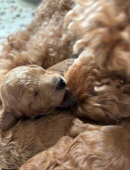 Reinrassige Zwergpudel Welpen abzugeben - Meppen