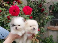 Reinrassige Pomeranian Welpen - Kyritz