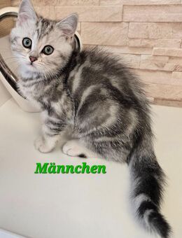 BKH Kitten Kätzchen Babykatze Männchen - Lemgo