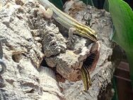 1,1 Streifenzwergtaggecko (Lygodactylus kimhowelli) - Marktredwitz