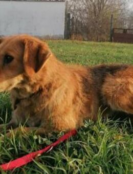 Sophie wünscht sich ein Körbchen - Nordwalde