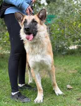 Bella - Hübsche Hündin sucht Familie! - Köln