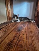 13 Wochen alter wunderschöner Hauskater. in 08107