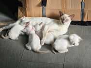 Wunderschöne Siamkitten Lilac Point ab 28.07.2025 abzugeben - Hünstetten