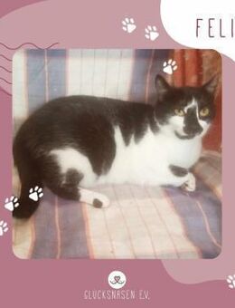 Katze Felicia möchte endlich ankommen - Lalendorf