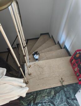 Babykatze zu verkaufen in Neuhausen-Nymphenbu - München