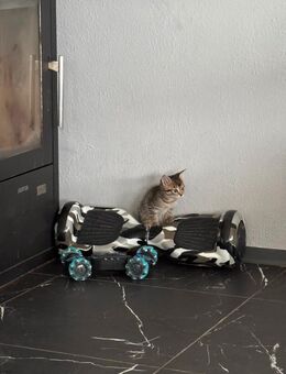 Süße baby Katzen - Stadtoldendorf