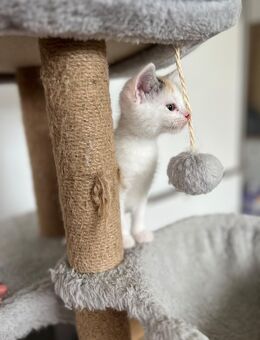 2 Kitten suchen ein neues Zuhause - Heidenrod
