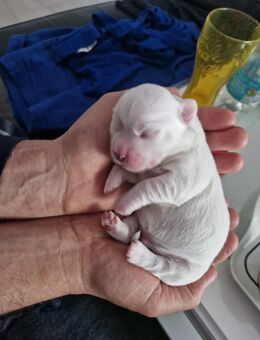 Malteser Welpen (Baby) - Bremen