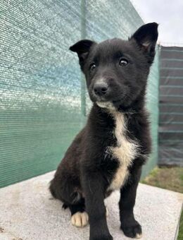 Welpenmädchen Milli - Rambin